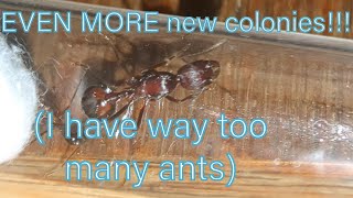 EVEN MORE new colonies I have way too many ants [upl. by Licastro313]