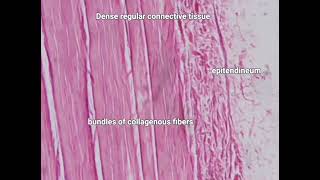 Dense regular and irregular connective tissue under light microscope [upl. by Akired]