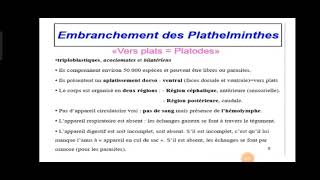 Embranchement des plathelminthes شرح مبسط [upl. by Naahs]