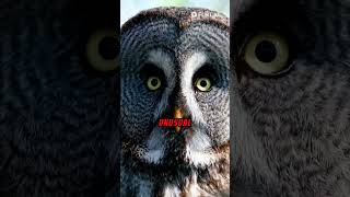 Top 5 littleknow facts about Owls facts wildlife animals owl shorts [upl. by Honorine]