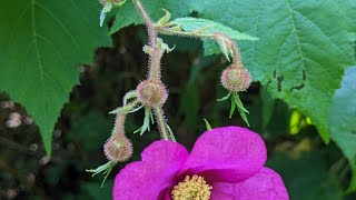 Thimbleberry  Magical plant [upl. by Pietrek]