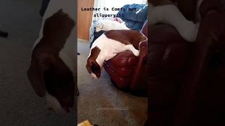 Slipping off the dog🤣🤣slippingdog dogsoftiktok funny funnyvideos fyp [upl. by Ephrayim]