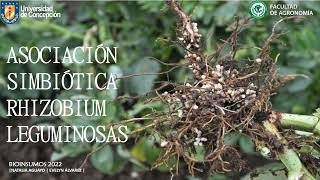 Asociación simbiótica Rhizobium Leguminosas [upl. by Luiza]