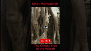 Meet Methuselah The Oldest Tree in the World oldest tree most facts new story shortvideo [upl. by Ivett660]