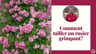 Comment tailler un rosier grimpant  🌹 [upl. by Rubetta362]