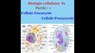 Biologie cellulaire partie 1 Cellule Eucaryote et cellule Procaryote [upl. by Iramohs]