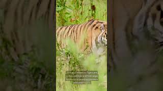 5fantastic tiger factsanimal facts animalfacts [upl. by Proud940]