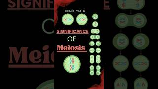 Significance of Meiosis class 11 mitosis class11cellcycleandcelldivision biologydiagrams neet [upl. by Fortier]