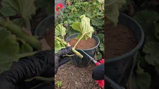 how to propagation geranium plant [upl. by Cassilda847]