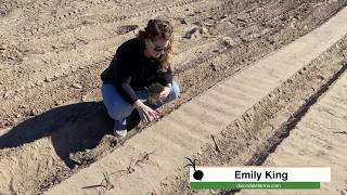 How to Plant Onion Transplants  Single Row [upl. by Brittnee]