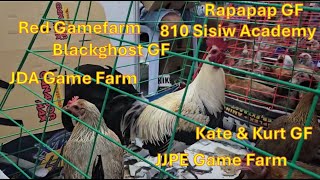 7th Gamefowl expo with prices from famous breeders Quality Stags and Pullets from Big Farms [upl. by Llerrem]