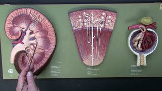 Introduction to the Urinary System [upl. by Livvy369]