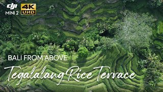 Cinematic 4K Aerial View Tegalalang Rice Terrace Bali Indonesia DJI Mini 2 [upl. by Drofnats581]