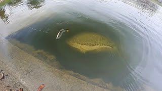 HUGE SWIMBAIT catches MONSTER BASS RIGHT AT THE BANK [upl. by Elehcim]