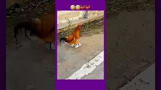 Bring me my shoes 😂 shorts funny viral [upl. by Treblig]