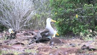 Waved albatrosses copulating [upl. by Eliseo]