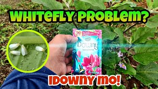 WHITEFLY PROBLEM IDOWNY MO talong whitefly naturalpesticides [upl. by Danby]