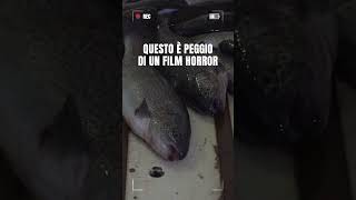 La realtà degli allevamenti intensivi è peggio di un film horror [upl. by Lamiv]