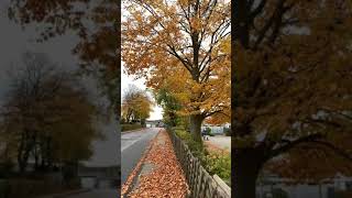 Осеннее утро🍁 город Beckum Germany shorts autumn [upl. by Anaugahs]