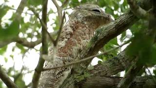 Great Potoo [upl. by Myrtle927]