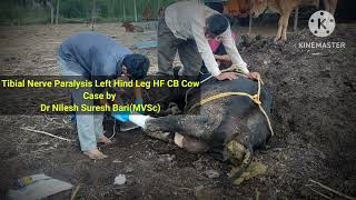 Tibial Nerve Paralysis Left Hind Leg HF CB Cow [upl. by Maison]