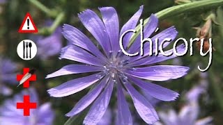 Chicory Edible Medicinal amp Cautions [upl. by Welbie]