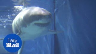 Great White Shark dies after just three days in aquarium  Daily Mail [upl. by Moazami]