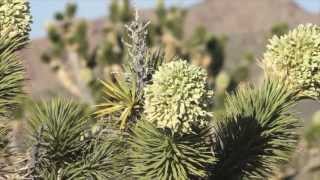 MOJAVE DESERT Blooming Joshua Trees [upl. by Lehrer]