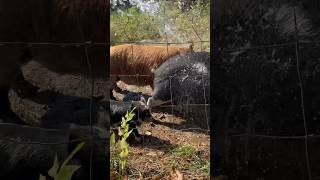 Hosing Down Our Pigs homesteading cuteanimals kunekune [upl. by Naved]