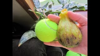 Drying Figs amp A Breba the Size of a Tennis Ball [upl. by Eehc]