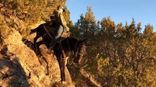 Extreme Mule Riding Cache Valley Rocky Mountain Edition [upl. by Nylirehs808]