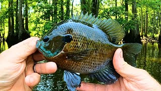 quotSummertime Bluegill fishing  Catching pretty Breamquot [upl. by Edythe]