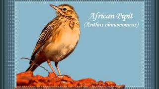 African Pipit [upl. by Terag]