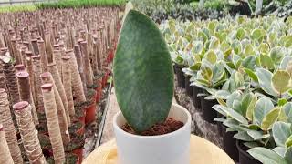 Sansevieria Whale Fin  Live from the Nursery Series [upl. by Bernelle]