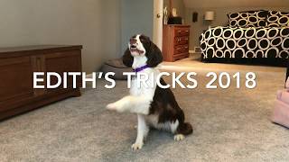 Springer Spaniel Tricks [upl. by Airotkciv]