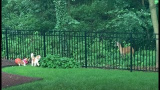 Cavalier King Charles Spaniels playing with a Deer [upl. by Vinson454]