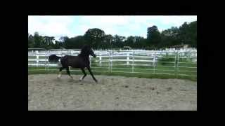 Warmblood X Welsh Cob Outstanding mover Llawen Carreg [upl. by Liahkim]