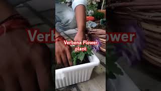 How to grow verbena Flower plants shortsvideo short plantwala gardeningadvice flowergardening [upl. by Acirtal749]