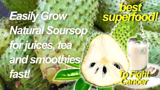 How to make soursop tree bear fruits fast soursop [upl. by Aicnatsnoc]