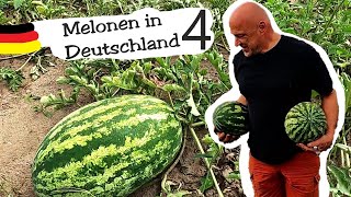 Melonen in Deutschland anbauen  funktioniert das [upl. by Ynohtnacram]