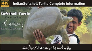 Softshell Turtle Documentary  Hindi [upl. by Kecaj]