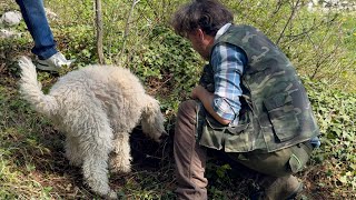 Italian Truffle Dog Experience  Verona Italy [upl. by Haduj]