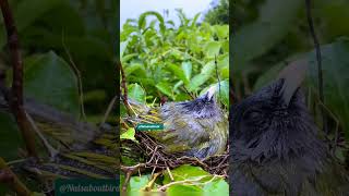 Mother bird protecting her young in heavy rain nature [upl. by Epillihp]