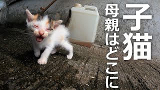 母猫はどこ⁉子猫が泣き叫ぶがどこにもいないよ [upl. by Anihsat]