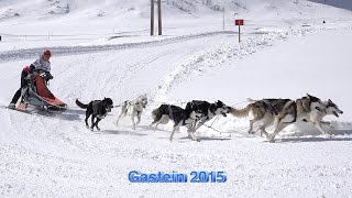 Schlittenhunderennen in Sportgastein 2015 Sony 4 K [upl. by Rae]