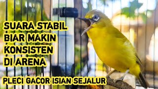 PLECI GACOR NGALAS ISIAN SEJALUR MASTERAN TERBAIK BIAR RAJIN BUNYI SUARA STABIL UNTUK LOMBA [upl. by Janeczka348]