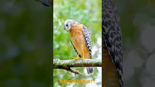 Redshouldered hawk [upl. by Ravaj]