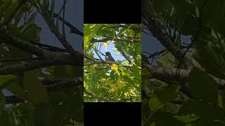 Scalybreasted munia munia scalybreastedmunia birds nature music birdwatchingadventure [upl. by Icul]