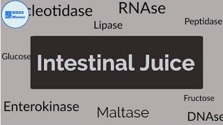 Intestinal Juice  Gastric Physiology [upl. by Ehudd166]