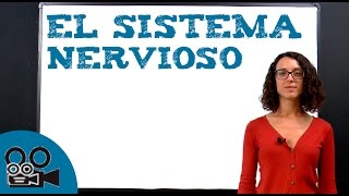 El sistema nervioso [upl. by Esinaej]